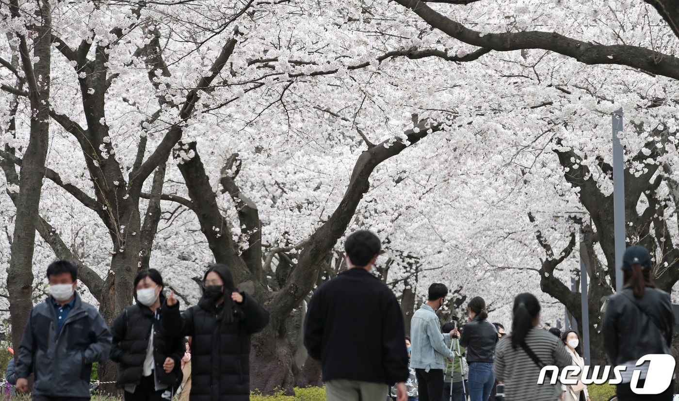 울산 울주군 작천정 벚꽃길. 2020.3.29/뉴스1 ⓒ News1 윤일지 기자
