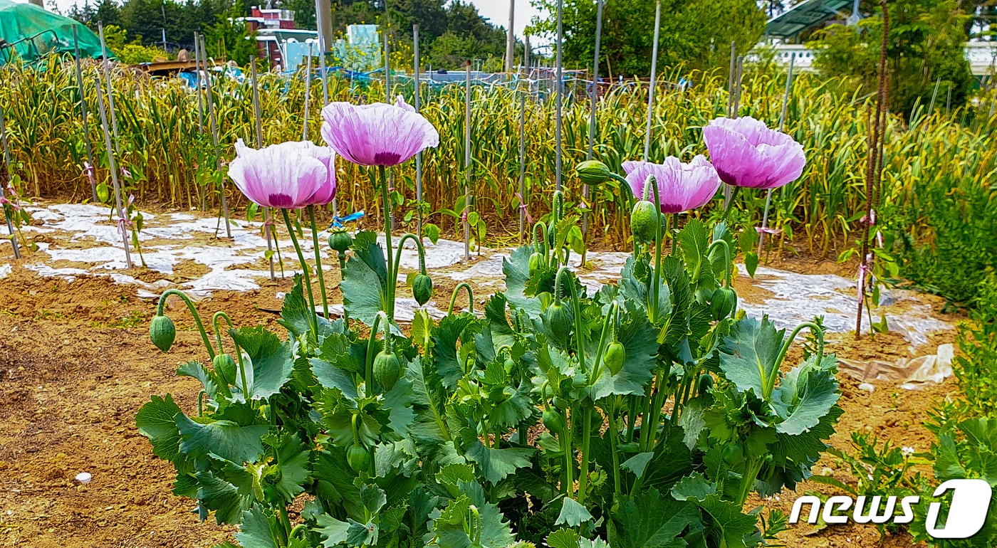 밭에 심어진 양귀비/뉴스1 DB