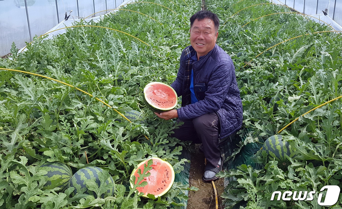 고령 우곡 수박이 첫 출하됐다. 14일 봉산1리 박해동씨가 수박을 수확하고 있다. (고령군제공)2020.4.14/ ⓒ 뉴스1