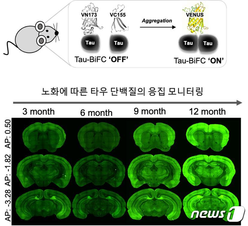 연구진은 정상 타우 단백질에는 반응하지 않지만, 변이된 타우 단백질 응집이 일어나면 형광이 켜지는 시스템을 개발했다.&#40;위&#41; 쥐의 노화에 따라 타우 단백질 응집이 많아 형광 반응이 많이 일어나고 있다.&#40;아래&#41; &#40;한국과학기술연구원 제공&#41; 2020.04.21 / 뉴스1
