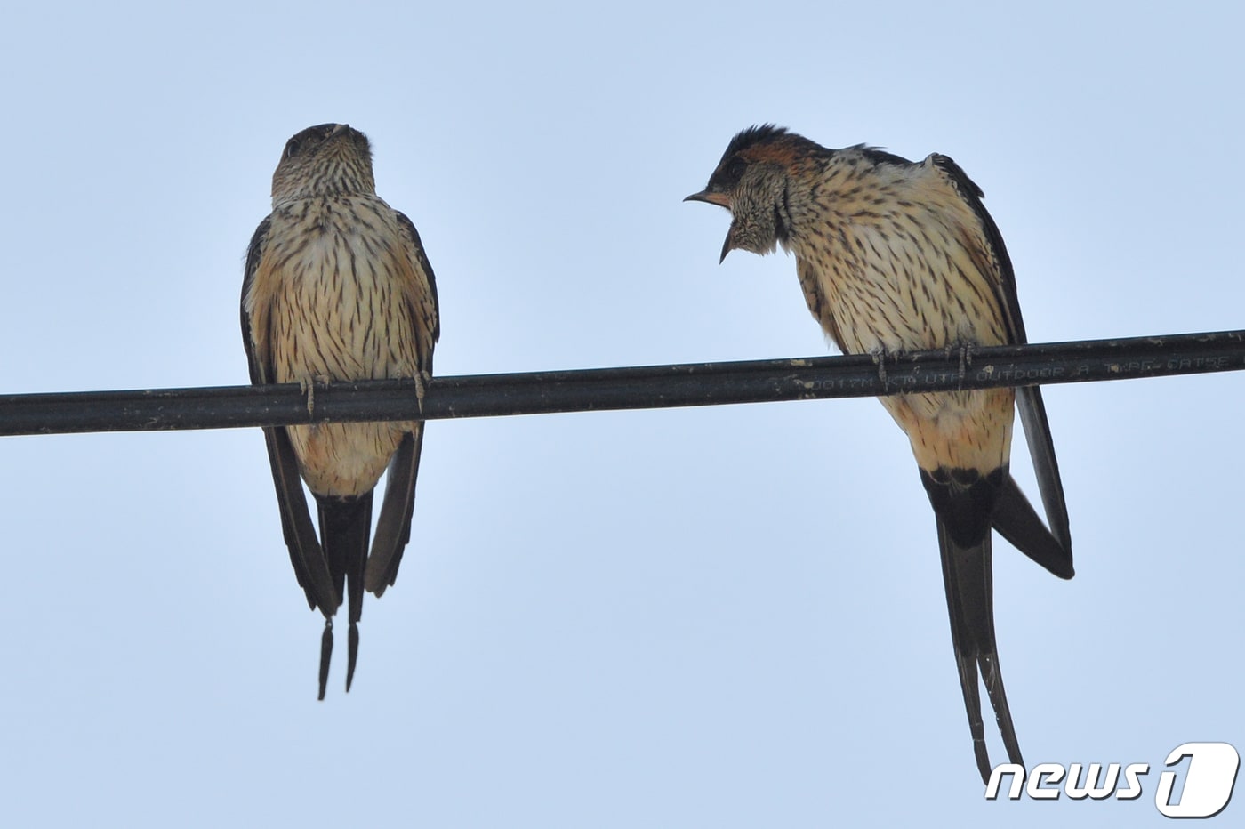 여름새인 귀제비 한쌍이 11일 오후 경북 포항시 북구 기북면 주택 인근 전깃줄에서 앉아 대화를 나누고 있다. 귀제비는 일반 제비와는 달리 멸종위기 관심대상종으로 일반 제비와는 색깔부터 확연한 차이를 난다. 제비와는 달리 진흙과 짚을 사용해서 터널 모양의 둥지를 튼다. 2020.5.11/뉴스1 ⓒ News1 최창호 기자