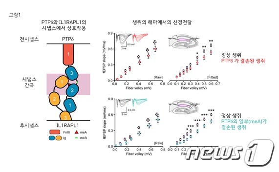 시냅스에서 PTP&delta;단백질과 IL1RAPL1단백질의 상호작용 및 신경전달 조절(IBS 제공)ⓒ 뉴스1