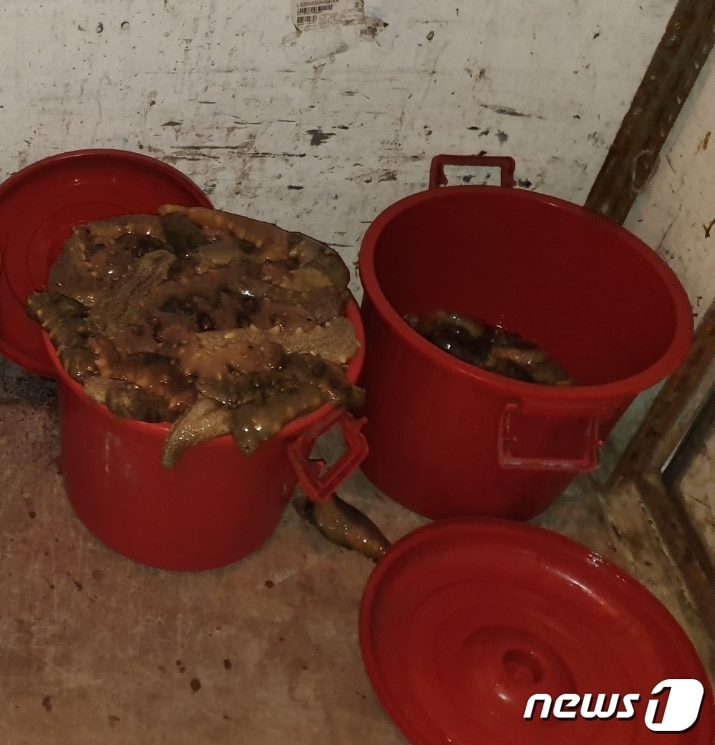 잠수장비를 이용해 불법으로 포획한 해삼. /ⓒ 뉴스1