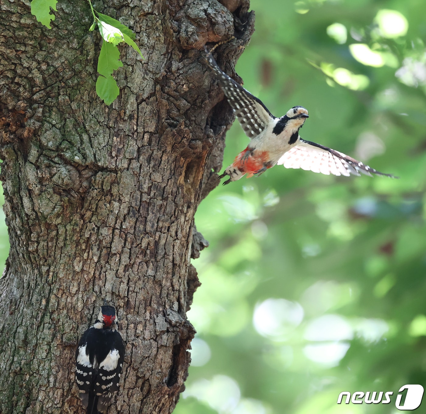 경북 경주시 황성공원 숲 속 나무에 둥지를 튼 멸종위기 관심대상인 오색딱따구리 한쌍이 23일 오전 새끼들에게 연신 먹잇감을 물어다 나르고 있다. 오색딱따구리는 5~7월 사이 4~7개의 알을 낳고 부화한지 20여일만에 둥지를 떠난다. 2020.5.23/뉴스1 ⓒ News1 최창호 기자