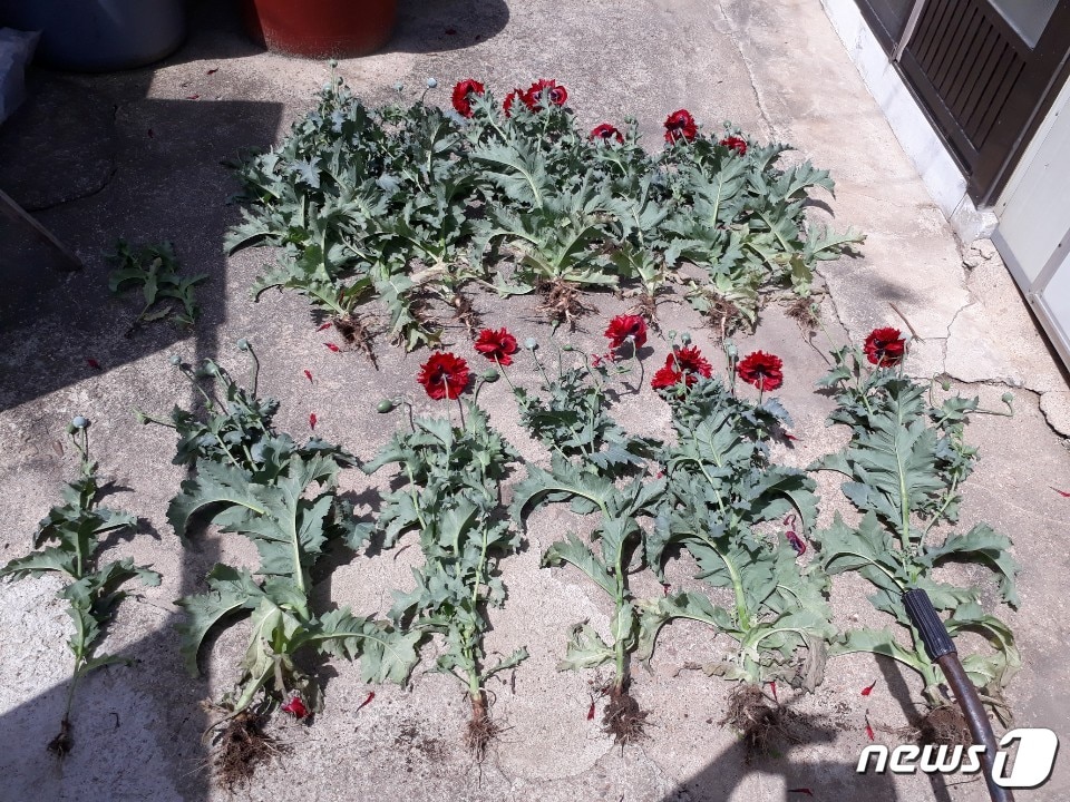 전북 부안해양경찰서는 부안군 진서면 곰소항 인근 텃밭에서 마약의 원료가 되는 양귀비를 몰래 재배해 온 A씨 등 일당 20명을 적발했다고 27일 밝혔다. 해경이 압수한 양귀비.(사진제공 부안해경) ⓒ 뉴스1