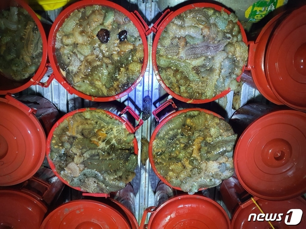 군산해경에 압수된 해삼. /ⓒ 뉴스1