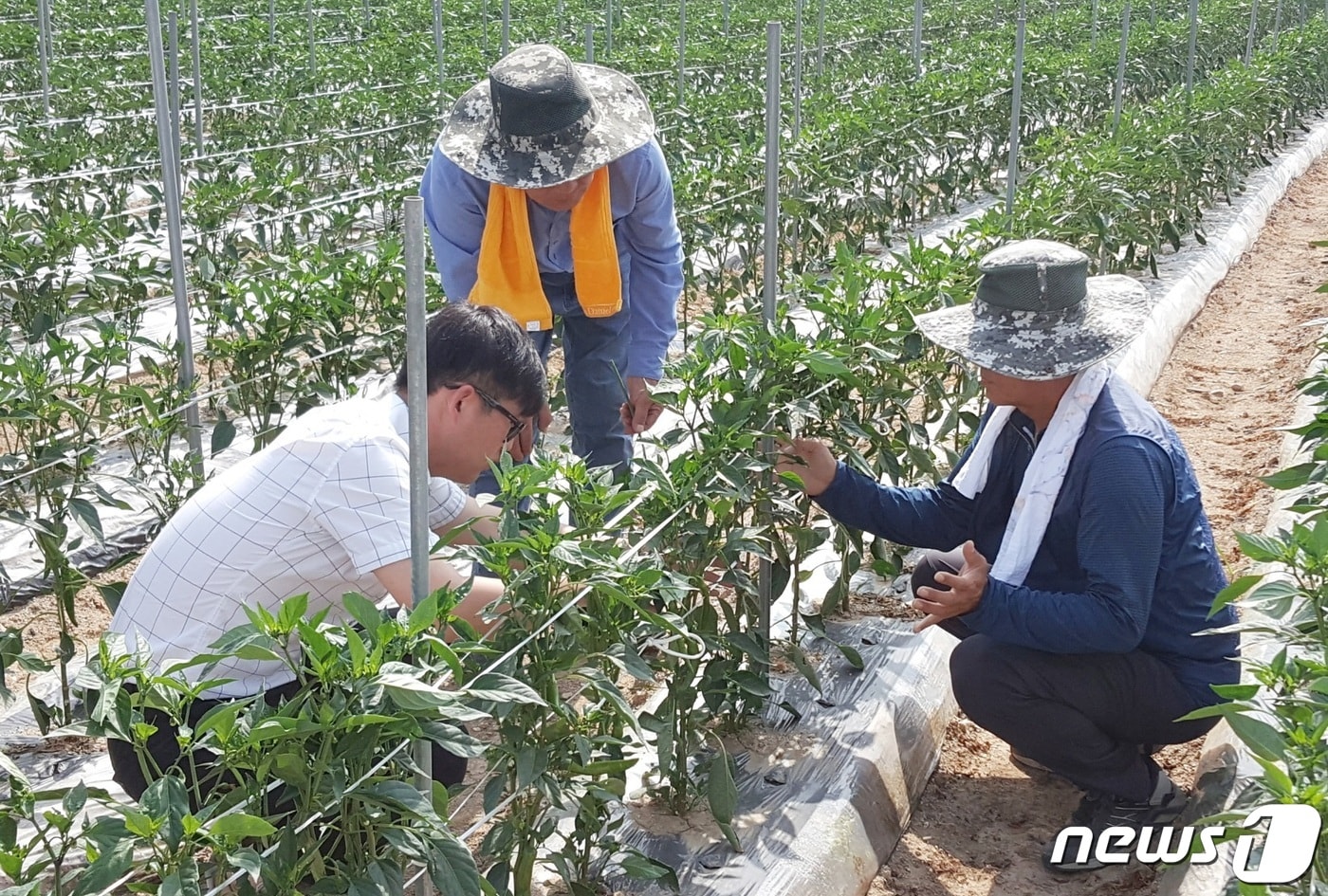 고품질 고추생산을 위해 운영하는 고추 관찰포.(괴산군 제공)ⓒ 뉴스1