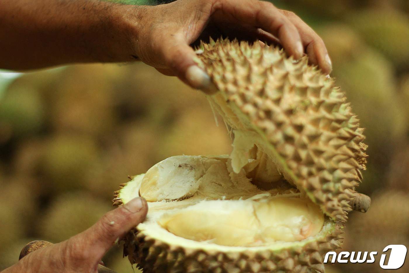 열대과일 두리안 ⓒ AFP=뉴스1
