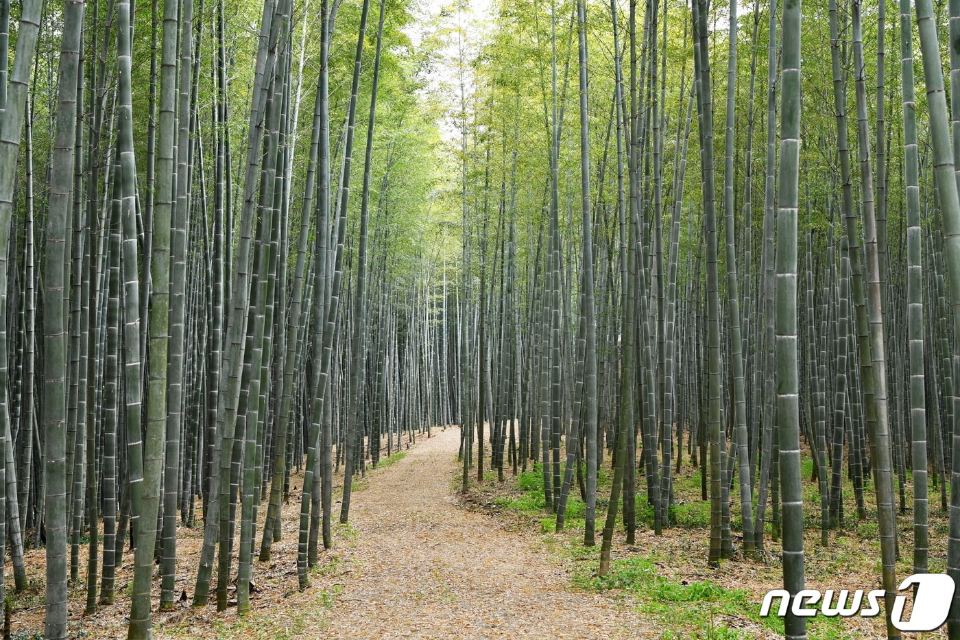  담양 만성리 대숲. (자료사진) /뉴스1 ⓒ News1 박영래 기자