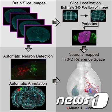뇌 절편 데이터의 위치 정보를 계산하고 형태를 보정해 표준화된 3차원 지도의 정확한 위치에 투영하는 기술 모식도&#40;KAIST 제공&#41;ⓒ 뉴스1