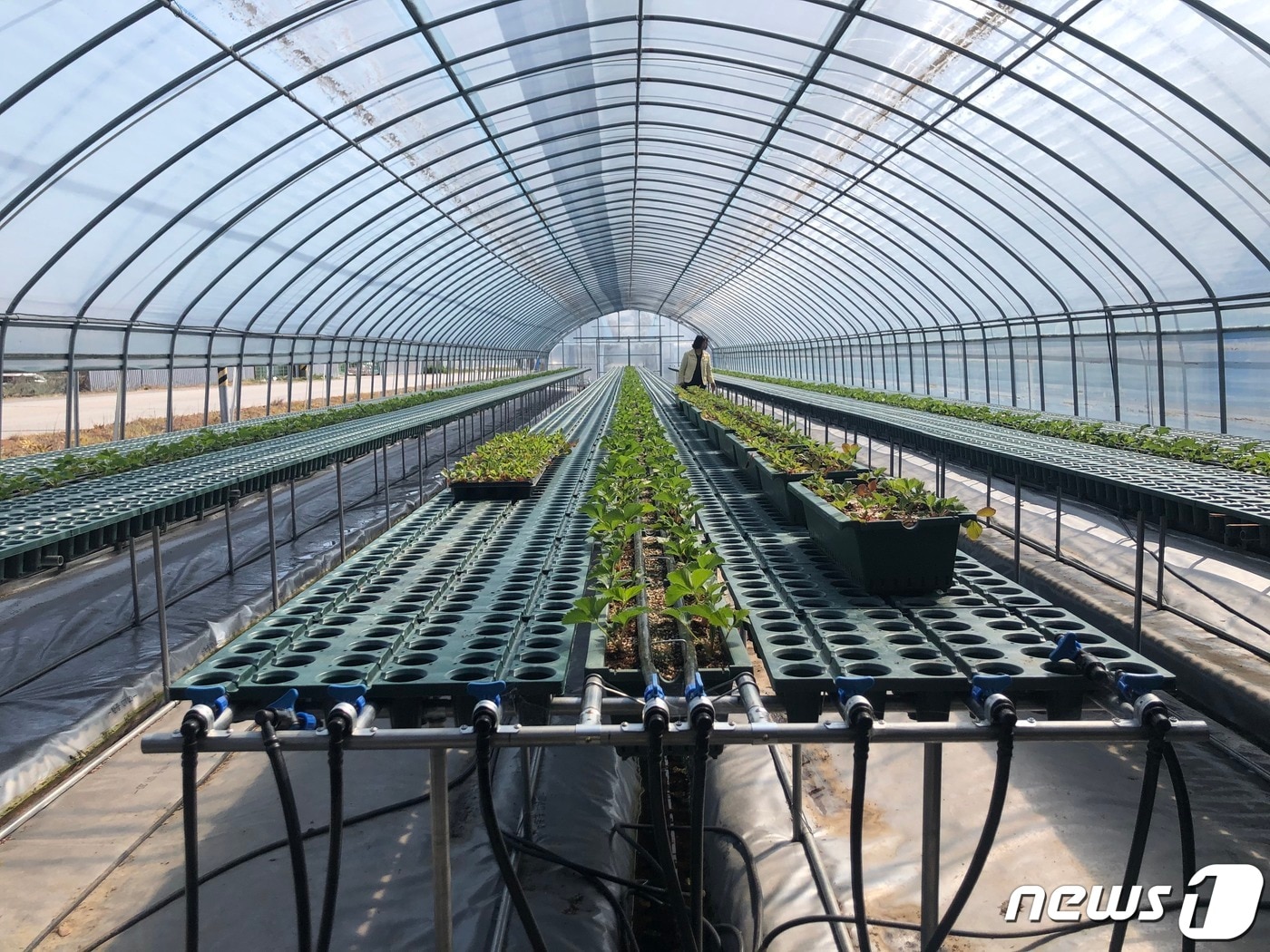 시설원예 하우스.(자료사진)/뉴스1