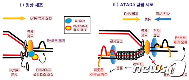 DNA 복제 과정에서 ATAD5 단백질의 R-루프 조절 메커니즘(IBS 제공)ⓒ 뉴스1