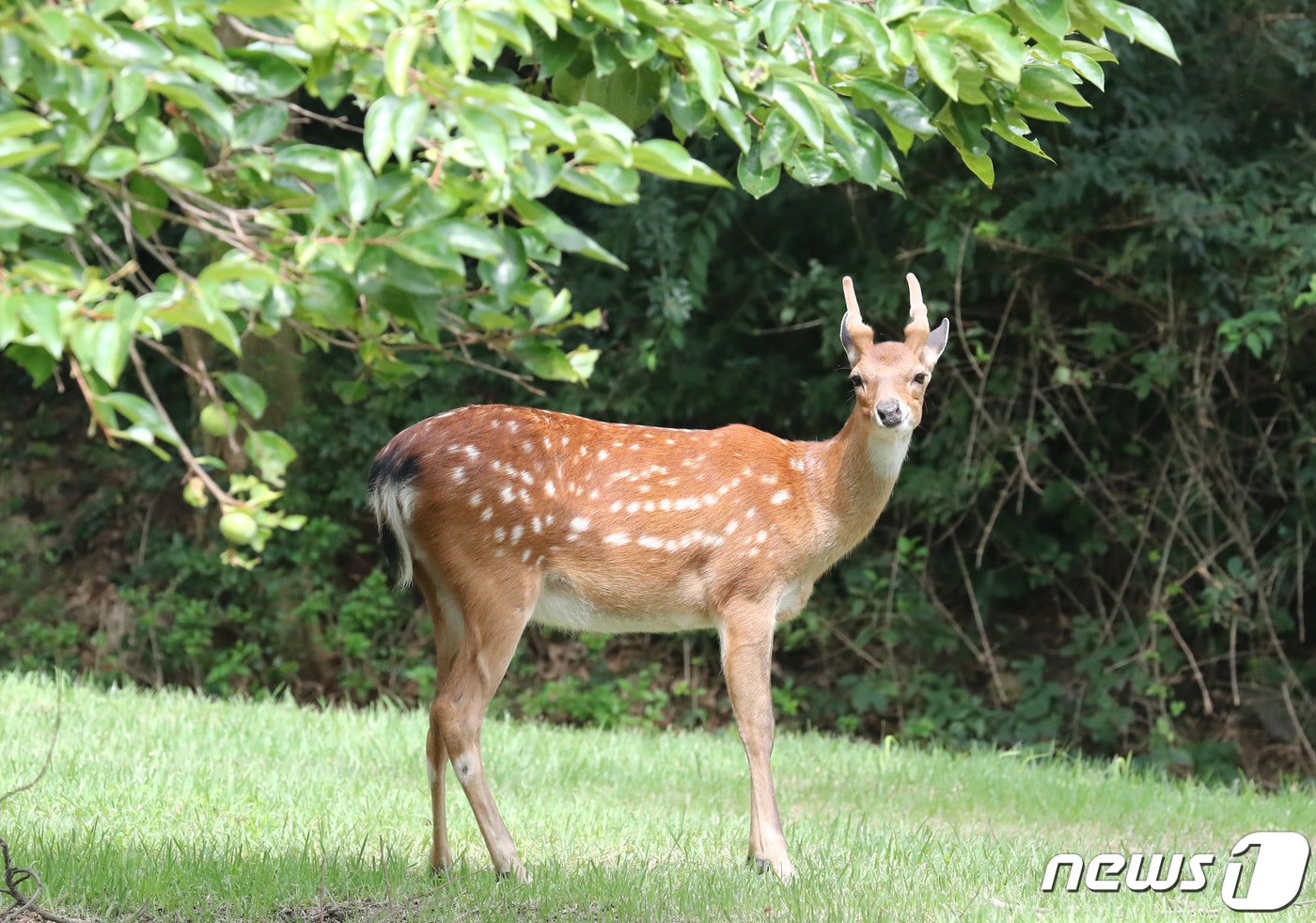 사슴.(위 사진은 본 기사와 무관함)ⓒ 뉴스1 김기태 기자