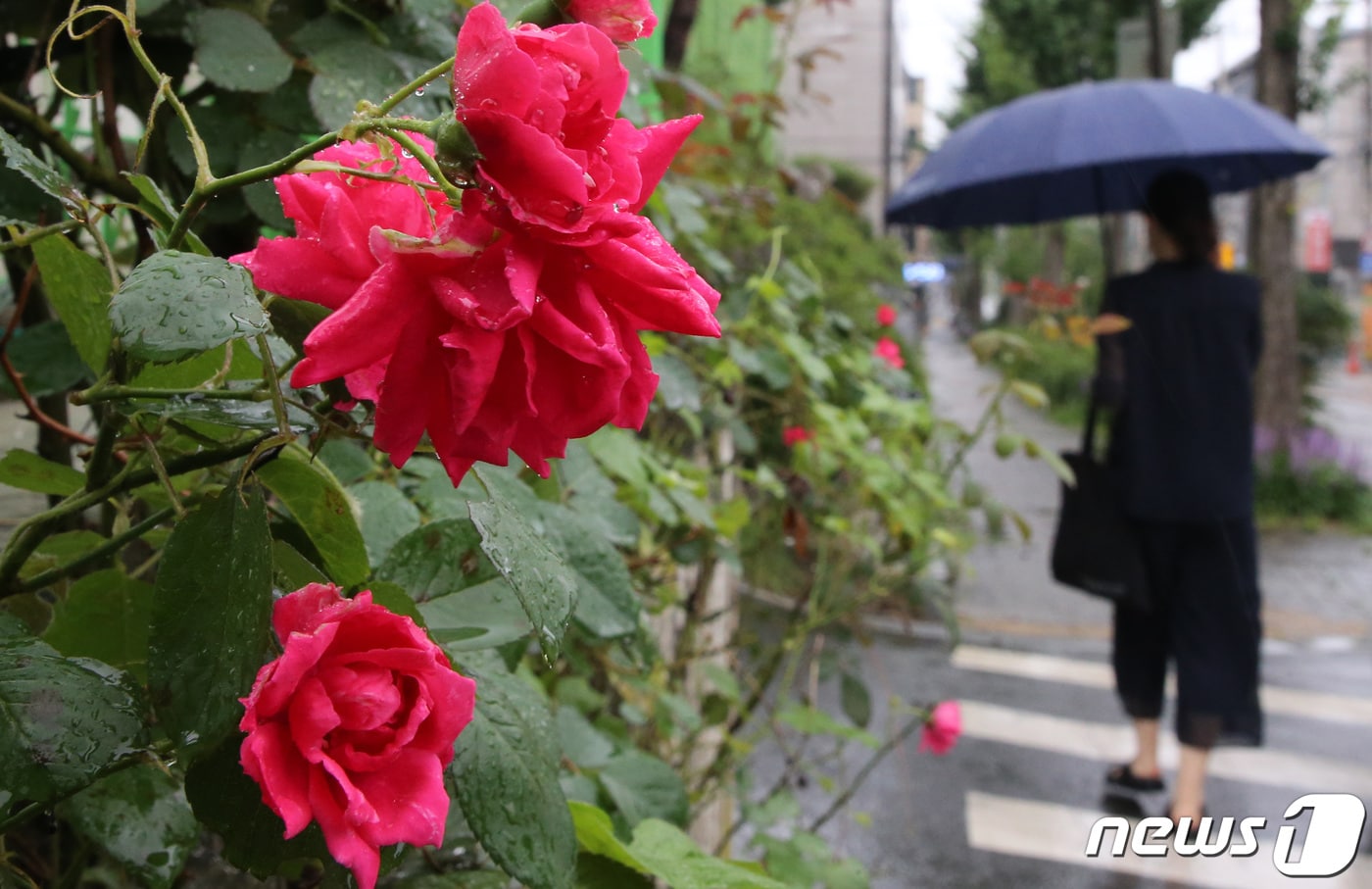 24일 대전·충남은 대체로 흐린 가운데 오후 사이 가끔 비가 내릴 것으로 예보됐다. 대전 서구 도로변에 핀 장미 앞을 시민들이 우산을 쓰고 지나고 있다. /뉴스1 ⓒ News1 김기태 기자