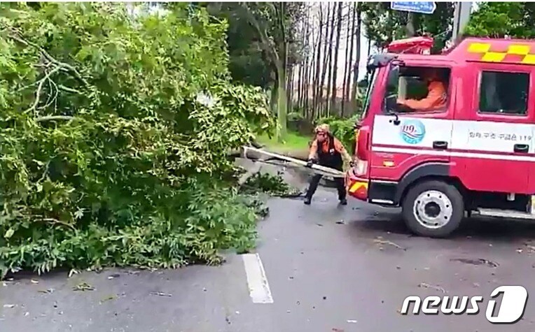 26일 제8호 태풍 '바비' 영향권에 들어간 제주에서 강풍 피해가 발생하고 있다. 이날 오전 7시44분 서귀포 회수동에서는 가로수가 도로 위로 쓰러지면서 통행에 차질이 빚어졌다. 사진은 소방이 안전조치를 하고 있는 모습.(제주소방안전본부 제공)2020.8.26/뉴스1 ⓒ News1 홍수영 기자