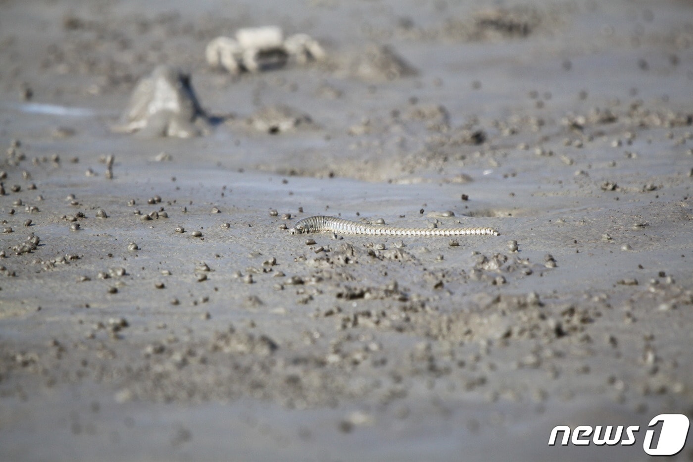 인천 영종2지구 갯벌에서 발견된 흰이빨참갯지렁이.(영종도해양환경감시단 제공)ⓒ 뉴스1