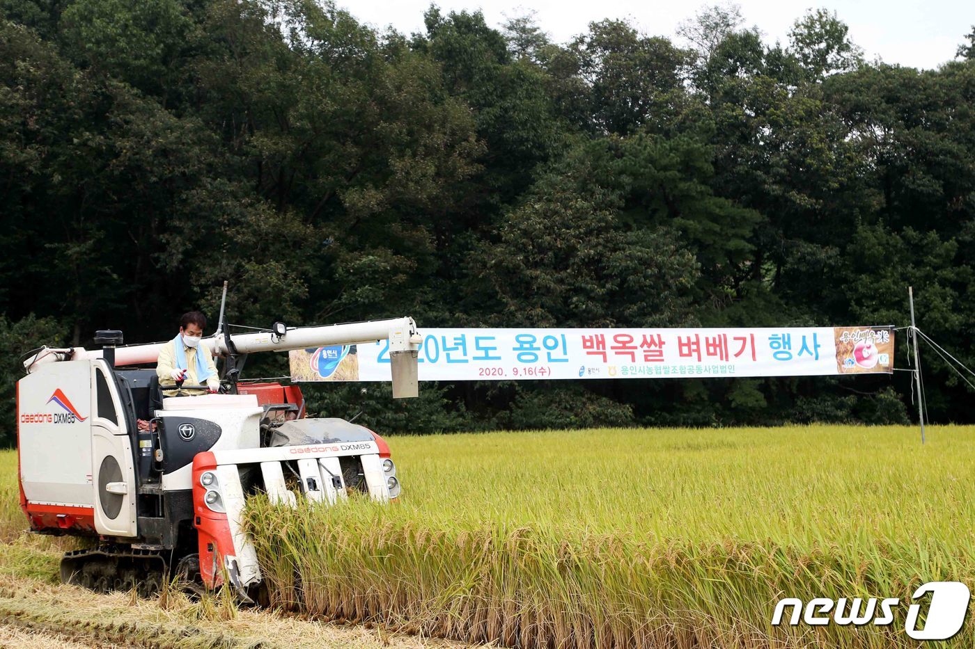 백군기 시장이 콤바인으로 벼 베기 작업을 하고 있다.(용인시 제공) ⓒ News1