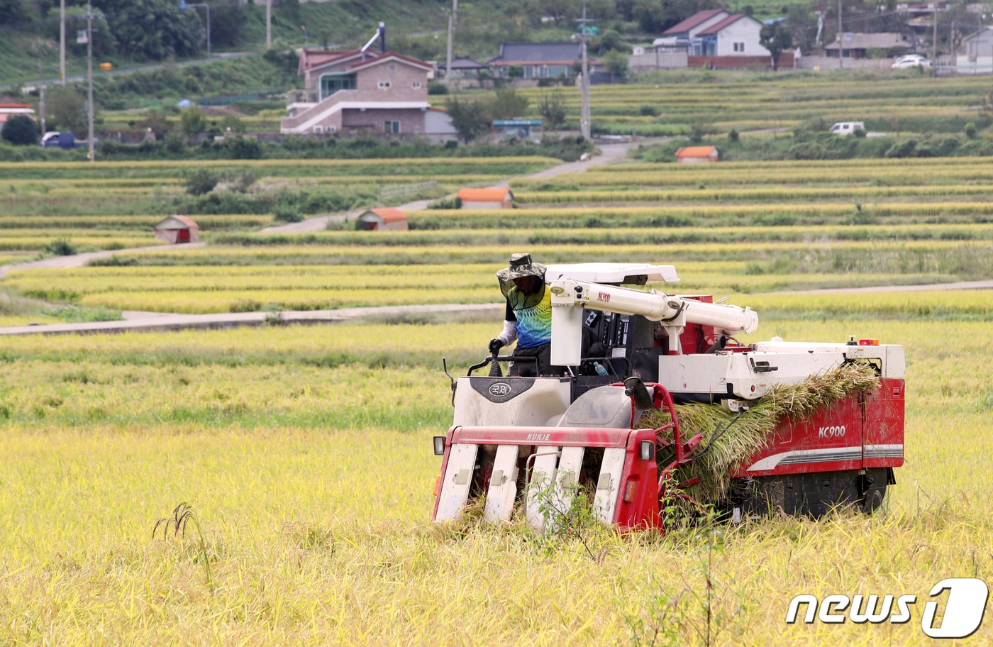 한 농민이 콤바인을 이용해 벼를 베고 있는 모습. (자료사진) 2020.9.21/뉴스1 ⓒ News1 윤일지 기자
