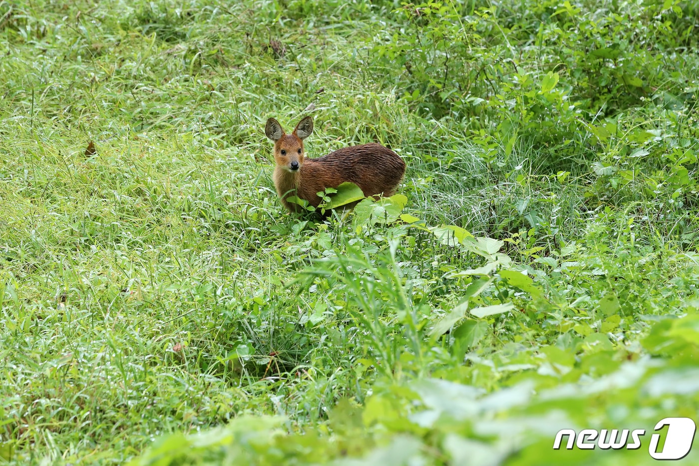 농가 주변에서 풀을 뜯던 고라니가 인기척에 놀라 주변을 살피고 있다. 2020.9.7/뉴스1 ⓒ News1 공정식 기자
