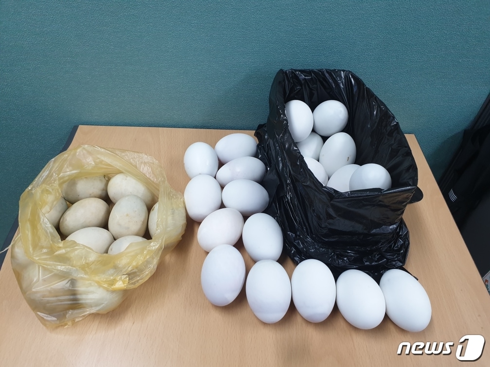 부화중지 오리알을 근접 촬영한 모습.(서울시 제공)ⓒ 뉴스1