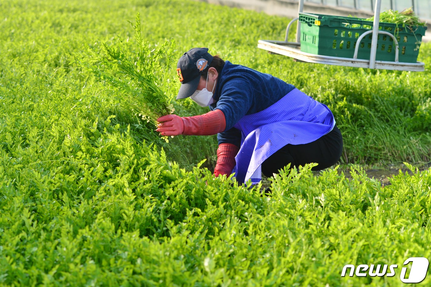 20일 경북 포항시 북구 흥해읍 영일농원 미나리 밭에서 농장주인 권용일씨가 파릇파릇한 미나리를 수확하고 있다.  농장주인 권용일씨는 올겨울 난방비 인상으로 인해 지난해보다 미나리가격은 조금 상승할 것으로 예상했다. 2021.1.20/뉴스1 ⓒ News1 최창호 기자