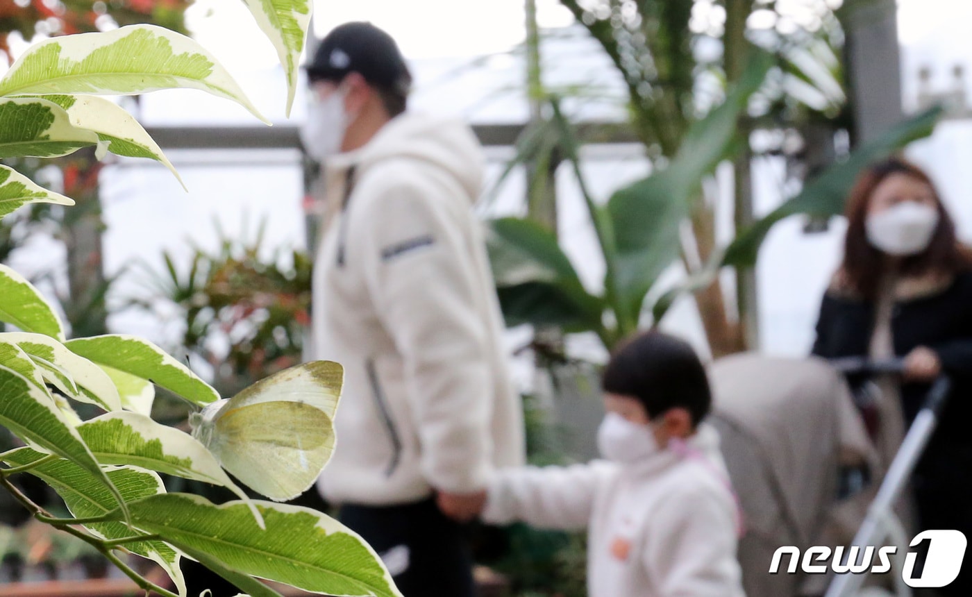 13일 대전·충남은 내륙을 중심으로 빙판길 또는 도로 살얼음이 나타날 것으로 예보됐다. 대전 서구 대전곤충생태관에서 가족 나들이객들이 배추흰나비 등을 관찰하며 여유로운 시간을 보내고 있다. /뉴스1 ⓒ News1 김기태 기자