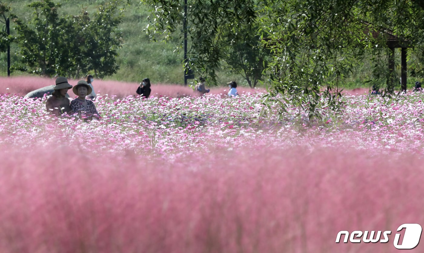 완연한 가을 날씨를 보인 1일 경북 구미시 낙동강체육공원에 조성된 꽃밭에 핑크뮬리와 코스모스가 활짝 펴 꽃 물결을 이루고 있다.2021.10.1/뉴스1 ⓒ News1 정우용 기자