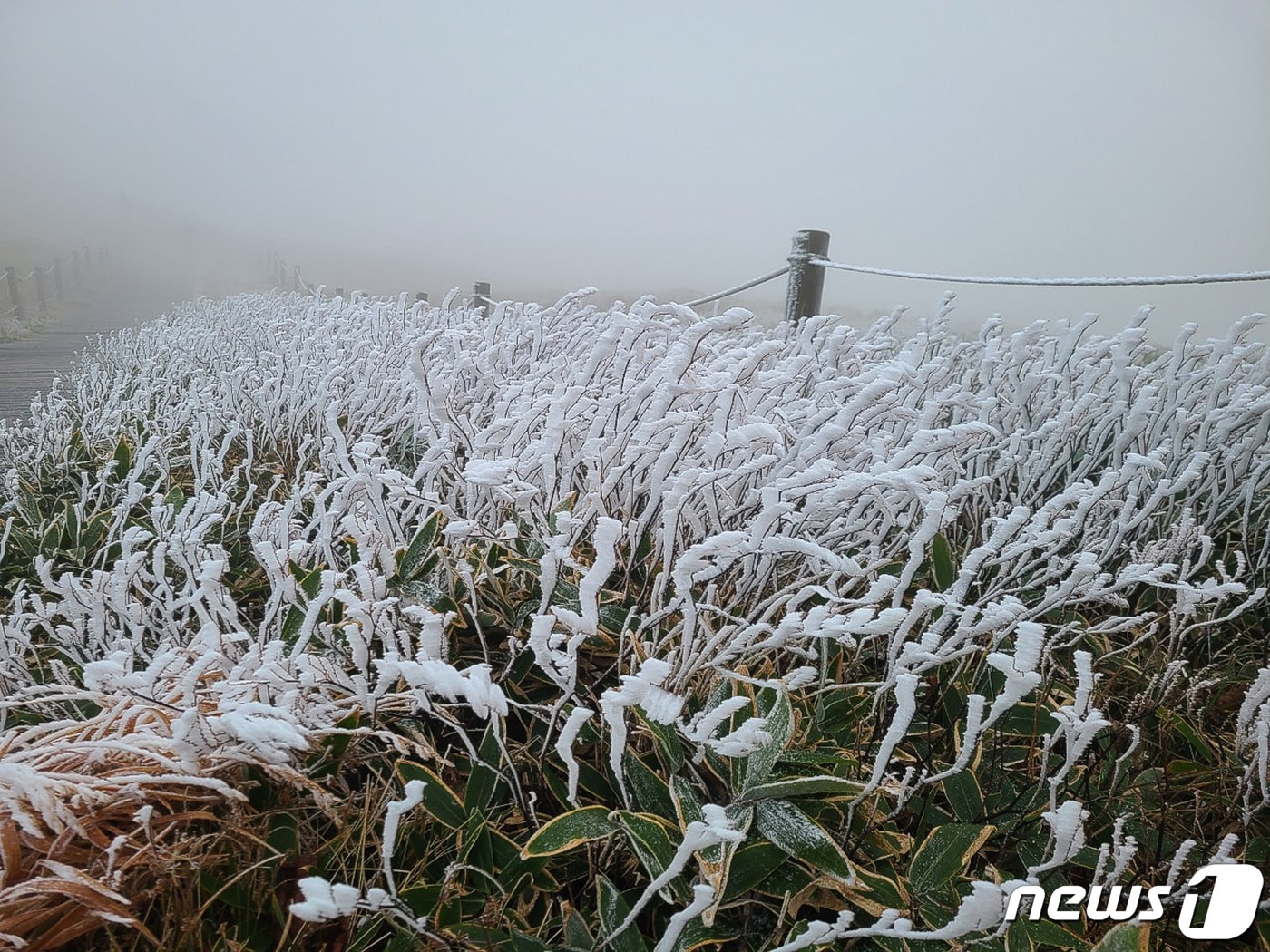 한라산 윗세오름의 상고대 . / 뉴스1