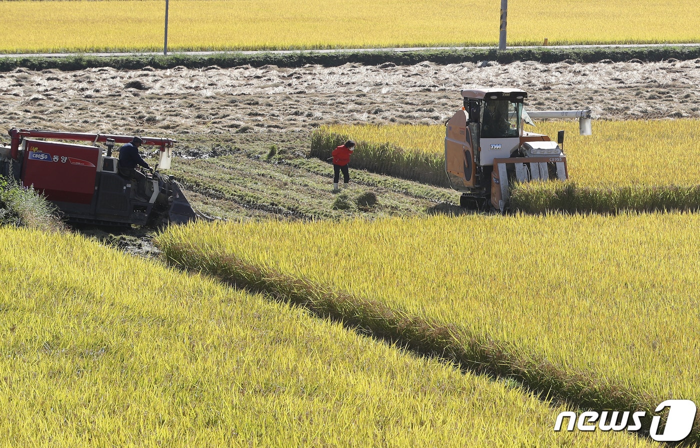 서리가 내리는 시기를 뜻하는 절기 상강(霜降)을 닷새 앞두고 농촌은 난데없이 찾아온 10월 한파로 한층 바빠졌다. 18일 경북 상주시 신봉동 한 논에서 콤바인 2대가 누렇게 익은 벼를 서둘러 수확하고 있다. 2021.10.18/뉴스1 ⓒ News1 공정식 기자