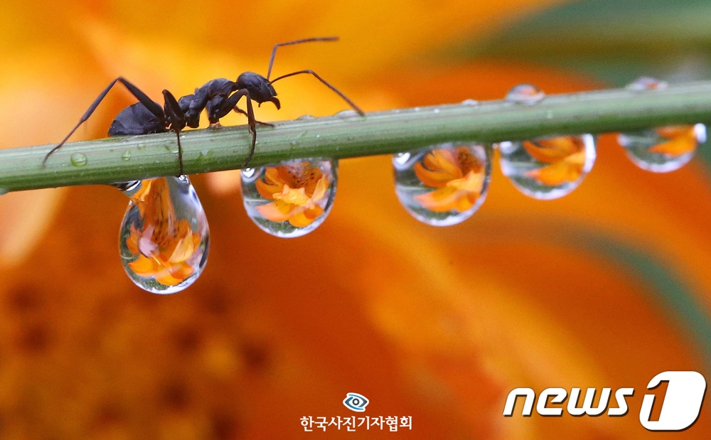 225회 이달의 보도사진상을 수상한 김기태 기자의 '빗방울 속에 갇힌 가을'
