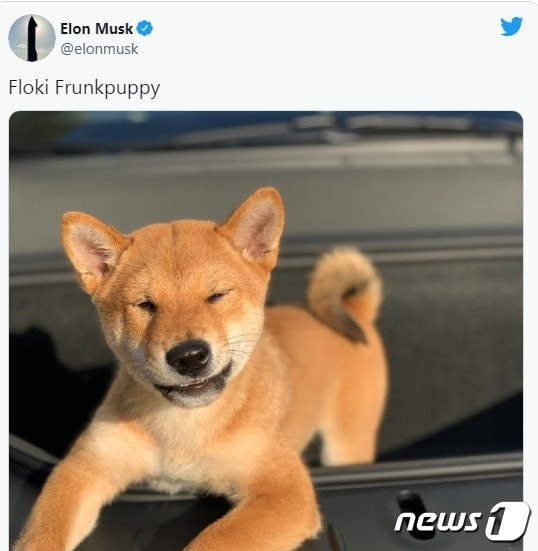 머스크 트위터 갈무리