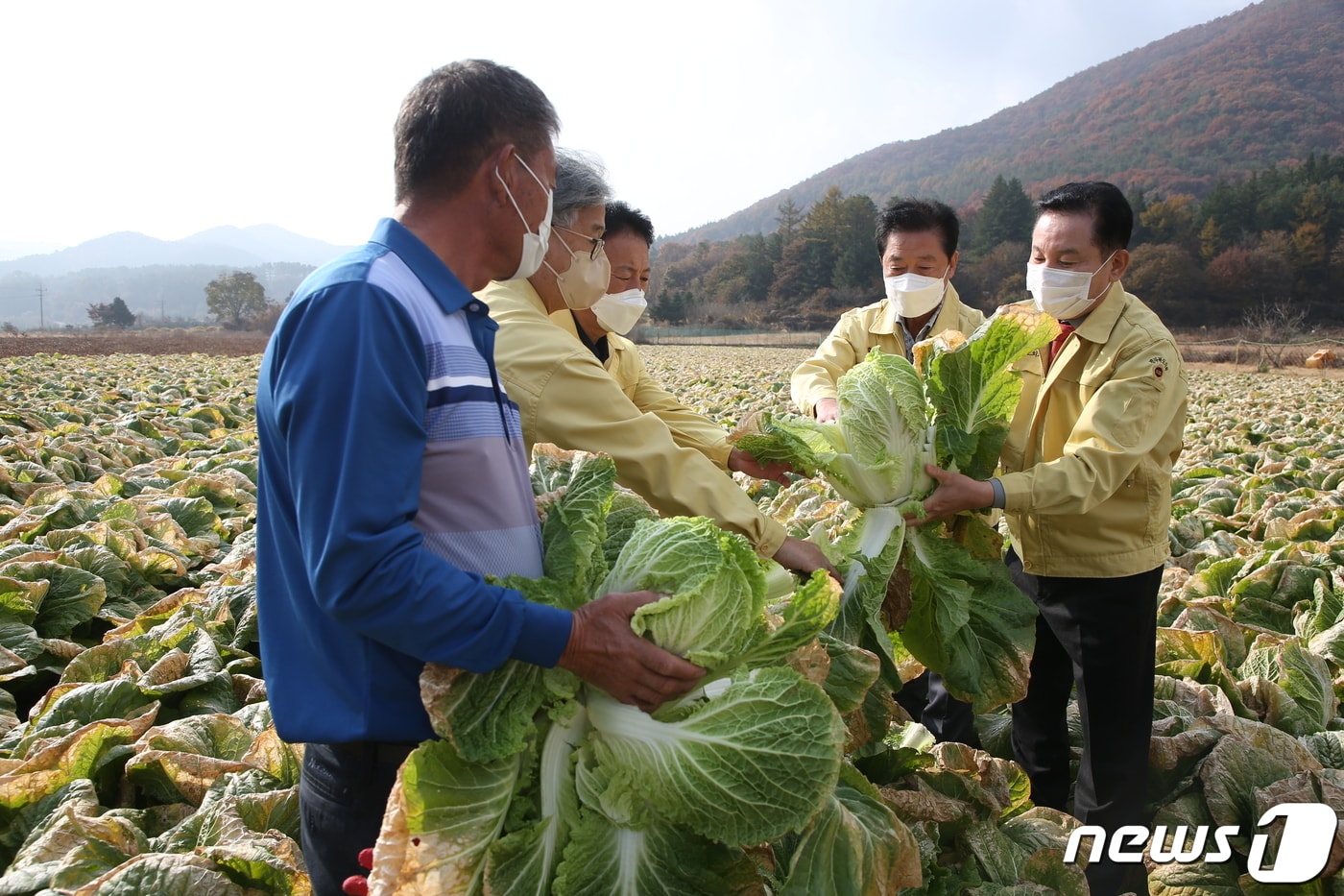 1일 송지용 전북도의장과 나인권 농산업경제위원회 부위원장, 이한기 의원이 지난달 한파로 피해를 입은 진안군 지역 배추 농가를 찾았다.(전북도의회제공)2021.11.1/뉴스1