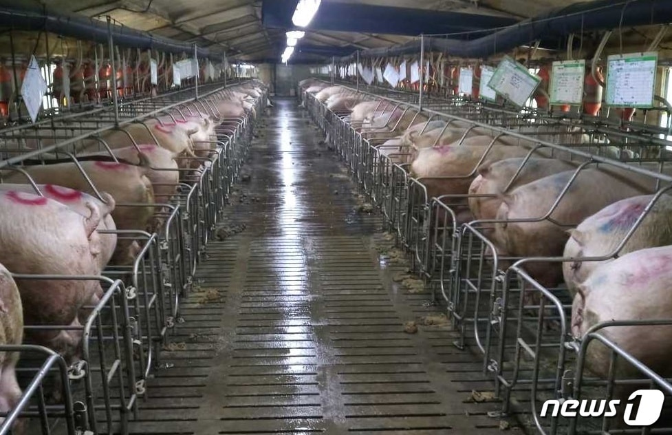 돼지 농가 자료 사진(어웨어 제공) ⓒ 뉴스1