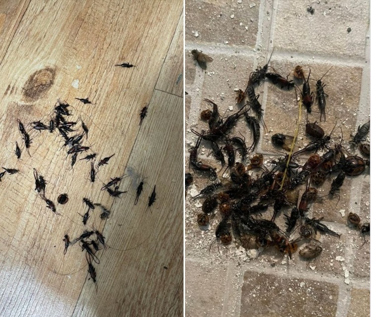 육군 15사단 간부가 '독신간부 숙소'에 집게벌레가 득실거린다며 군제보 채널인 '육군훈련소 대신 전해드립니다' 에제보, 조치를 요구했다. 이에 대해 "군에선 거의 모든 일을 스스로 해야 하는데 사병보고 잡아달라는 말이냐'며 반박하는 댓글이 줄을 이었다. (육대전 갈무리) ⓒ 뉴스1