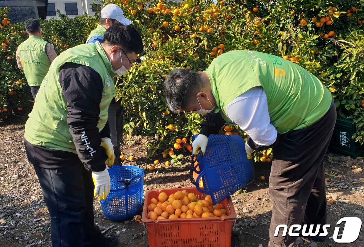 농협유통 임직원들이 25일 제주 서귀포 보목마을에서 감귤 수확 등 일손 돕기를 하고 있다. &#40;농협유통 제공&#41; 2021.11.25/뉴스1