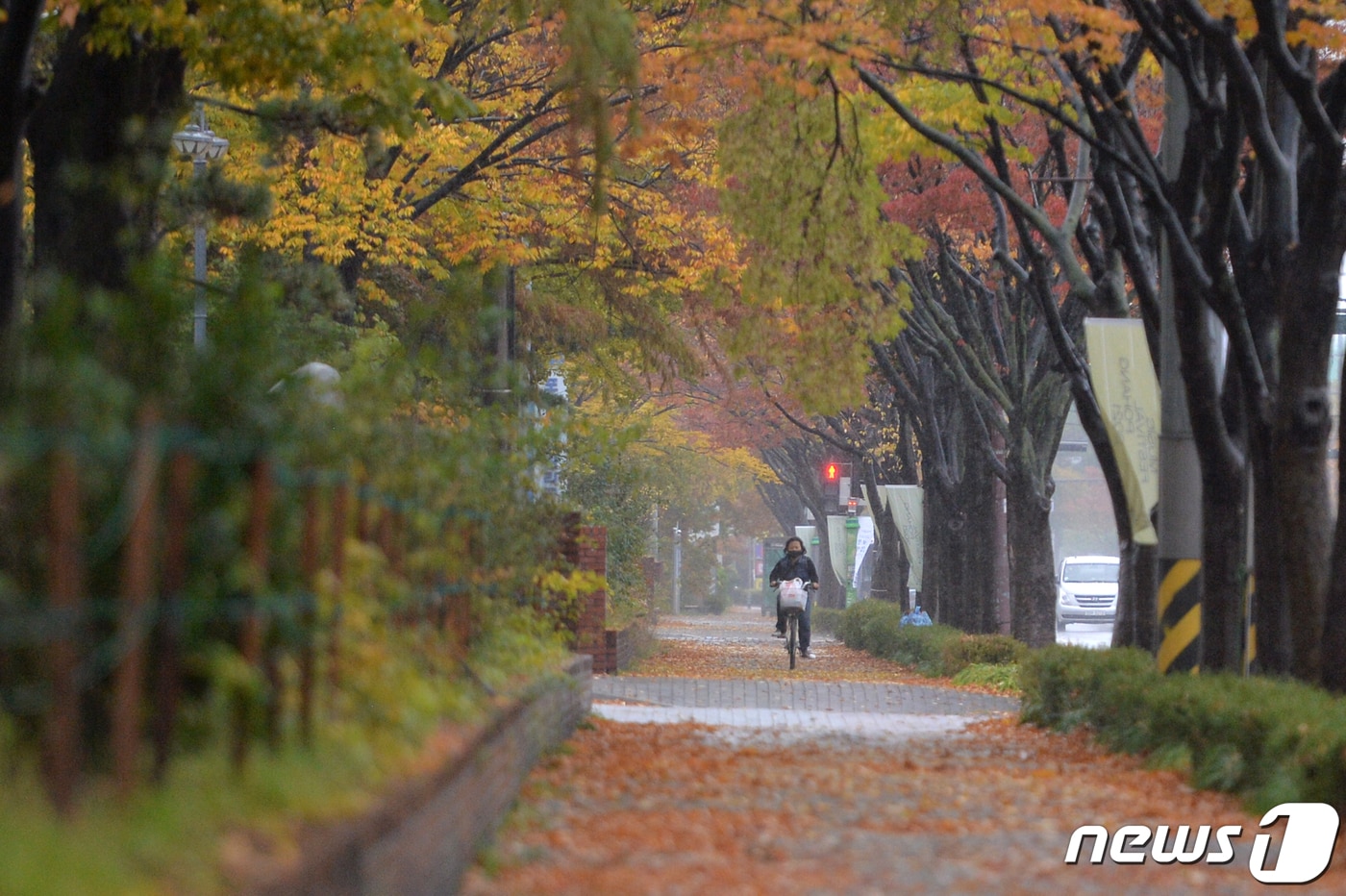 8일 경북 포항시 남구청 앞 도로에서 자전거를 탄 시민이 낙엽 카펫이 펼쳐진 길을 달리고 있다. 2021.11.8/뉴스1 ⓒ News1 최창호 기자
