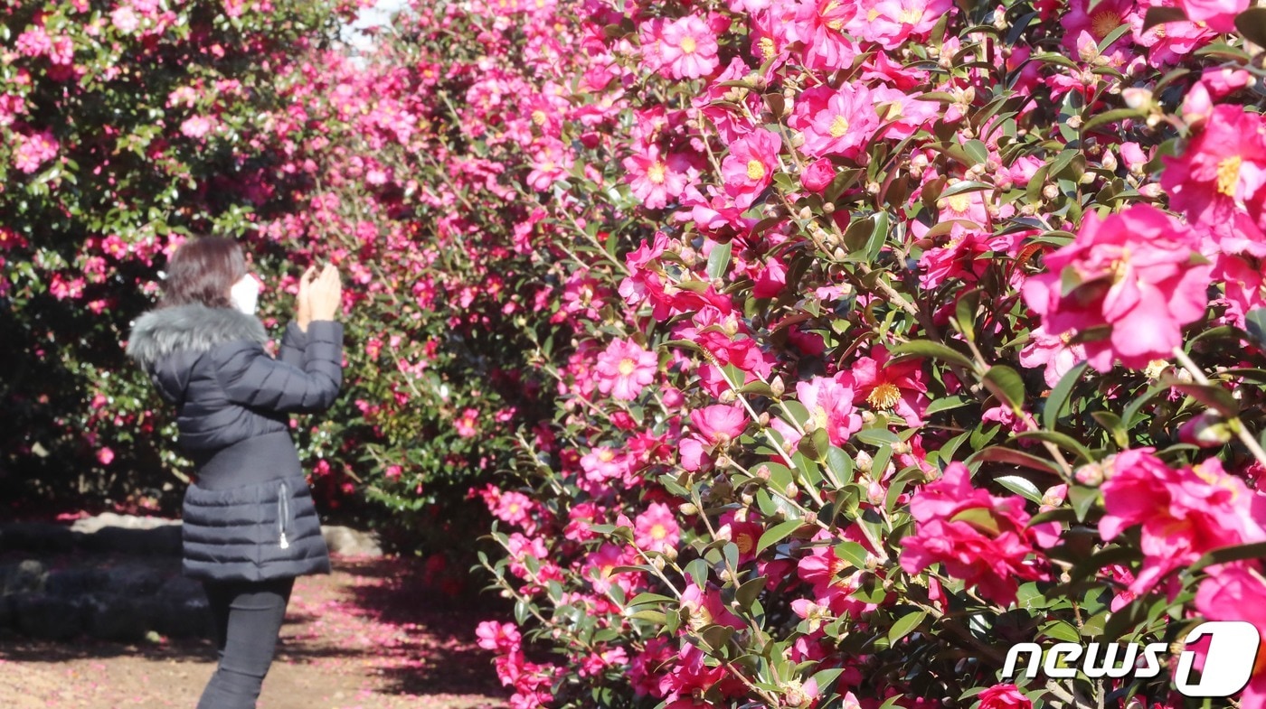 제주 동백꽃&#40;자료사진&#41;/뉴스1