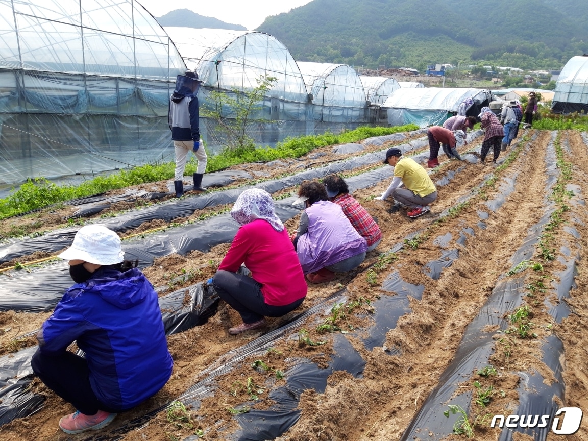 전북 고창군이 코로나19 장기화에 따른 농업인력난 문제를 해소하기 위해 농번기 농촌인력지원상황실을 운영한다. .(뉴스1/DB)1