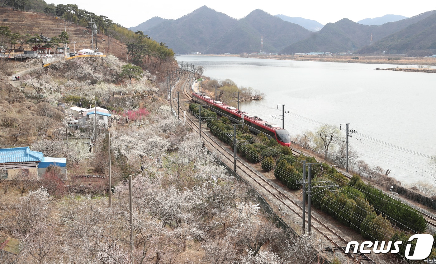 경남 양산시 원동면 순매원에 매화가 활짝 펴 나들이객들의 시선을 사로잡고 있다. 2021.3.3/뉴스1 ⓒ News1 DB