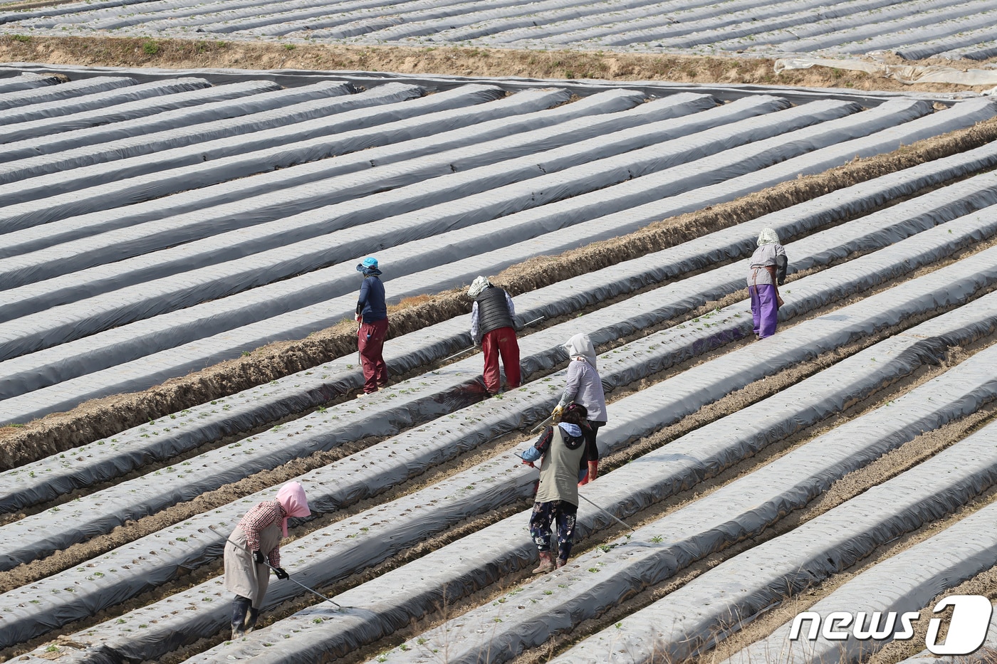 경북 고령군 개진면 한 감자밭에 지난 2월 하순 심은 감자 싹이 올라오자 주민과 일꾼들이 보온용 비닐에 구멍을 뚫는 작업을 하고 있다. 2021.3.31/뉴스1 ⓒ News1 공정식 기자 <자료사진>