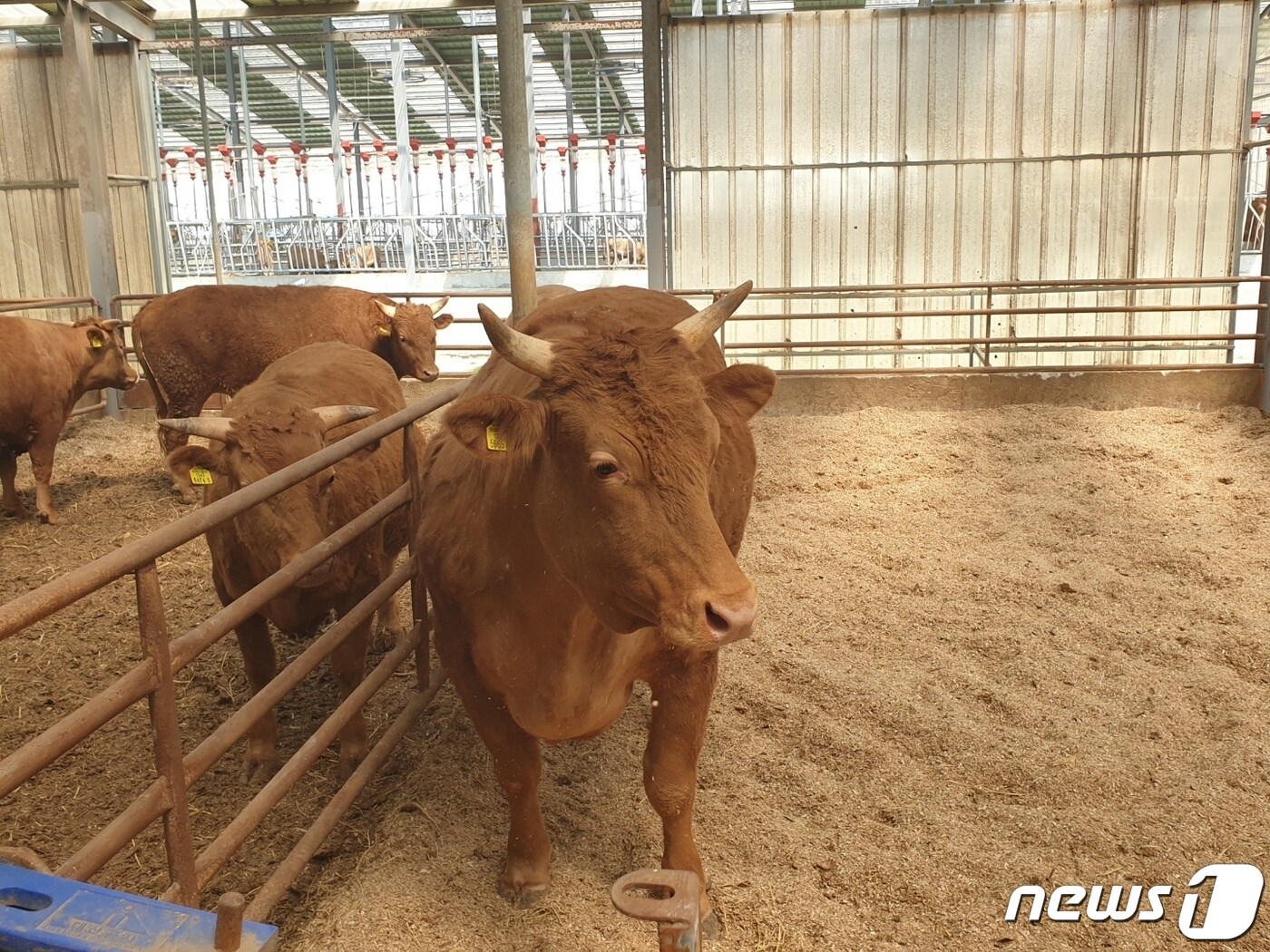 전북 고창군이 고창한우를 차별화된 한우 브랜드로 육성하기 위해 한우 품질 개선사업을 추진한다. (뉴스1/DB)ⓒ 뉴스1