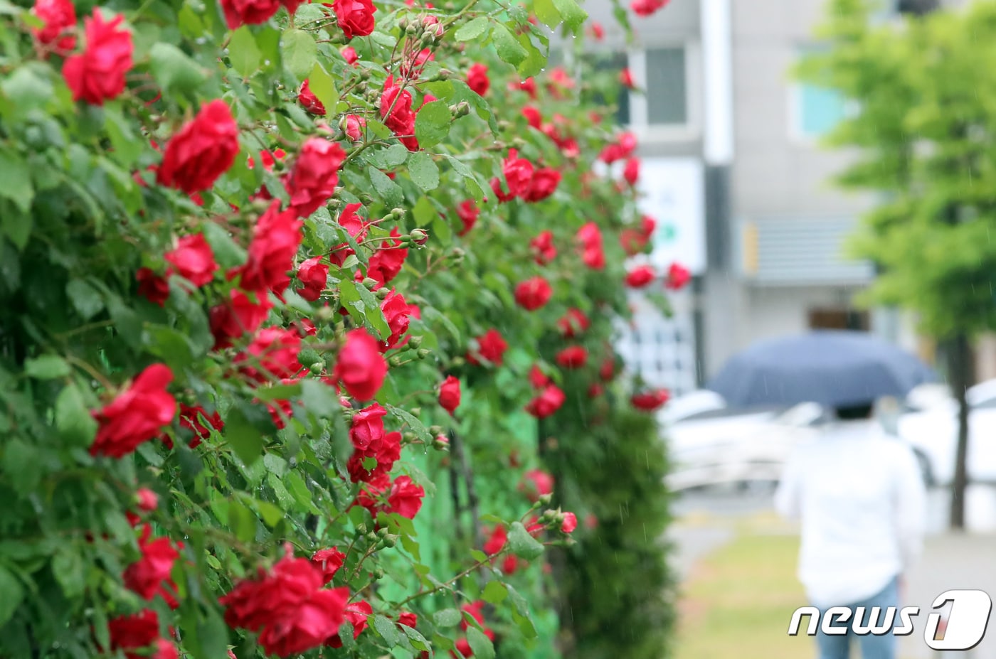 17일 대전·충남은 새벽부터 가끔 비가 내리거나 한 때 소나기가 내리는 곳이 있을 것으로 예보됐다. 대전 중구 도로변에 핀 장미 옆으로 우산 쓴 시민이 걸어가고 있다. /뉴스1 ⓒ News1 김기태 기자