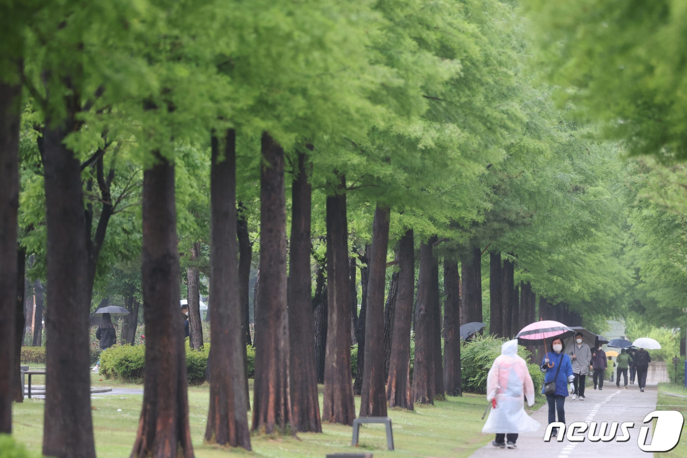 비가 내리는 가운데 도시 숲길을 시민들이 걸어가고 있다. (자료사진) ⓒ News1 최창호 기자