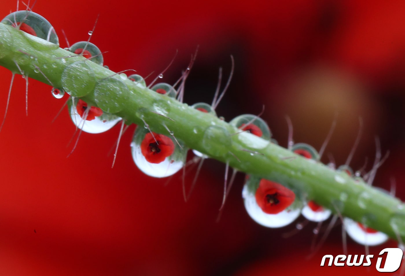 대전 대덕구 장동 만남공원에 핀 양귀비에 빗방울이 맺혀 있다. 2021.5.20 ⓒ 뉴스1 김기태 기자