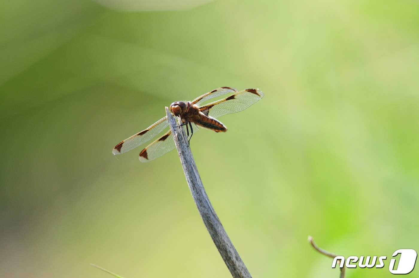 부산 낙동강하구에 서식하는 멸종위기종 대모잠자리.(습지와새들의친구 제공)ⓒ 뉴스1