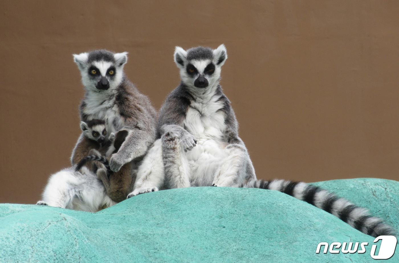 우치동물원에서 지난 3월 태어난 멸종위기 1급 야생동물 '알락꼬리여우원숭이' 쌍둥이. 2개월간의 안정적 양육기간을 마치고 일반에 공개됐다.(우치동물원 제공)2021.5.25/뉴스1 ⓒ News1