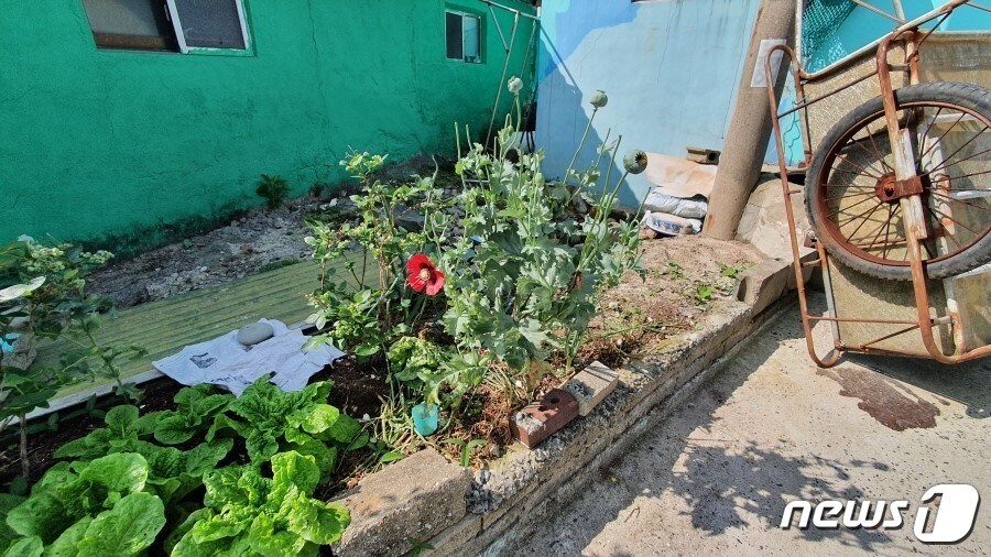 도서지역 주택 화단에 있는 양귀비.(여수해경 제공)/뉴스1 DB