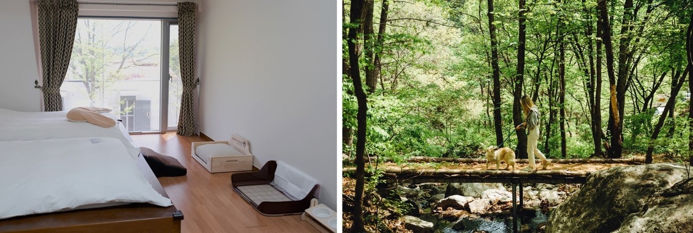 힐리언스 반려견 동반 숙소 힐리펫룸(왼쪽), 숲속 트레킹