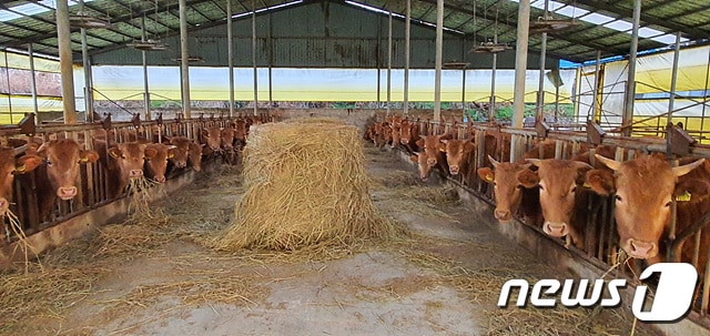 전북 정읍시가 축산악취의 주요 원인인 가축분뇨 발생량 증가와 과잉 사육을 방지하기 위해 축산농가의 가축 사육밀도 집중 관리한다. (사진 정읍시 제공) / 뉴스1 ⓒ News1
