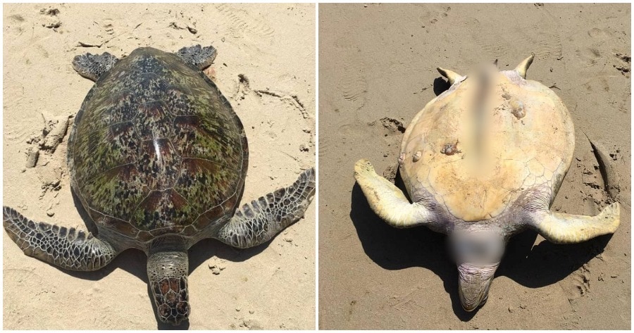 지난 26일 말레이시아 풀라우 카파스 남쪽 해변에서 푸른 바다거북이 배가 갈라진 채 발견됐다. (월드 오브 버즈 갈무리) ⓒ 뉴스1